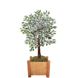 Planta Decorativa Ficus Verde e Branca