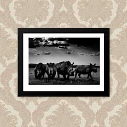 Quadro Rhinos 33X43cm