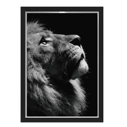 Quadro Caixa Leao Black