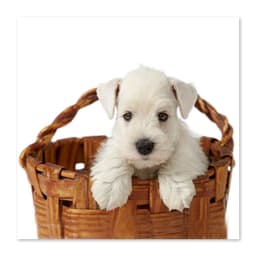 Quadro Cachorro Cesto Uniart Branco 45x45cm