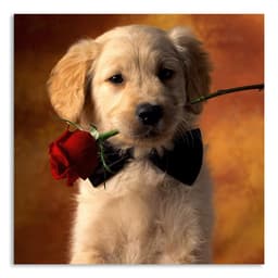 Quadro Cachorro I Uniart Bege 30x30cm