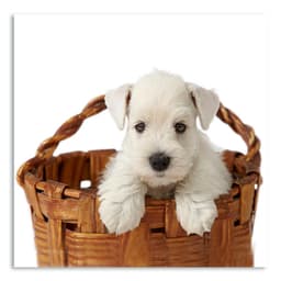 Quadro Cachorro I Uniart Branco 30x30cm