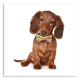 Quadro Cachorro IV Uniart Marrom 30x30cm