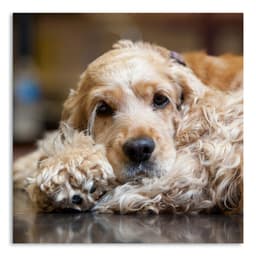 Quadro Cachorro V Uniart Marrom 30x30 cm