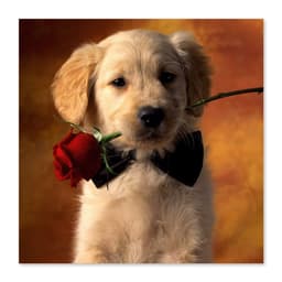 Quadro Cachorro com Rosa Uniart Bege 45x45cm