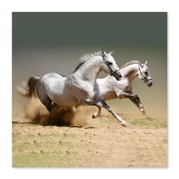 Quadro Cavalos Uniart Branco 30x30cm