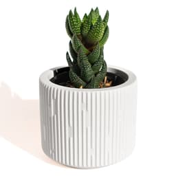 Vaso Decorativo Contemporâneo 7cm Em Cimento Artesanal - Branco