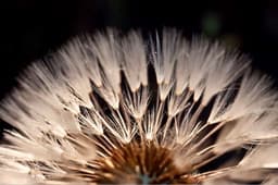 Quadro Decorativo Floral Contemporâneo 60x40 cm, Tela em Canvas na Horizontal ideal para ambiente de Sala, Quarto e Hall (100x70 cm)