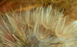 Quadro Decorativo Floral Contemporâneo Fotografico, Tela em Canvas na Horizontal, ideal para ambiente de Sala, Quarto e Hall (100x70 cm)