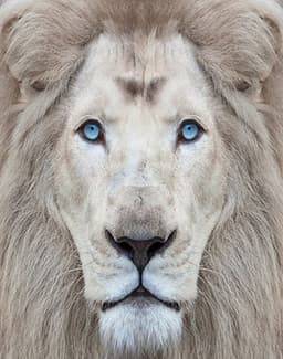 Quadro Decorativo Natureza Leão Tela em Canvas, na posição Vertical, ideal para ambiente de Sala, Quarto e Hall (100x70 cm)