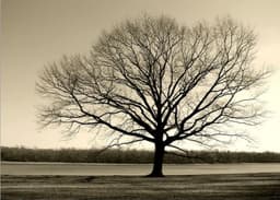 Quadro Decorativo Paisagem Contemporânea Fotografica, Tela em Canvas na Horizontal, ideal para ambiente de Sala, Quarto e Hall (100x70 cm)