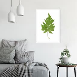 Quadro Botânica Aspidium Cicutarium 43x30 Filete Branco
