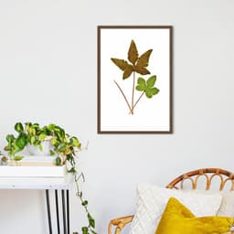 Quadro Botânica Hemionitis Palmata 43x30 Caixa Marrom