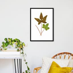 Quadro Botânica Hemionitis Palmata 43x30 Caixa Preto