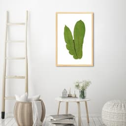 Quadro Botânica Polypodium Musaefolium 60x43 Caixa Marfim