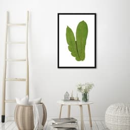 Quadro Botânica Polypodium Musaefolium 86x60 Caixa Preto