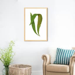 Quadro Botânica Polypodium Nitidum 43x30 Caixa Marfim