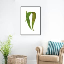 Quadro Botânica Polypodium Nitidum 43x30 Filete Preto