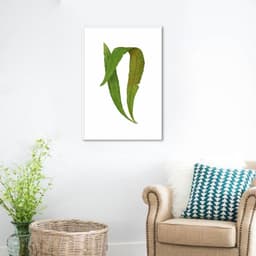 Quadro Botânica Polypodium Nitidum 60x43 Filete Branco