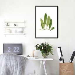 Quadro Botânica Polypodium Squamulosum 43x30 Caixa Preto