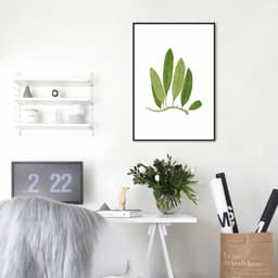 Quadro Botânica Polypodium Squamulosum 43x30 Filete Preto