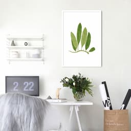 Quadro Botânica Polypodium Squamulosum 86x60 Caixa Branco