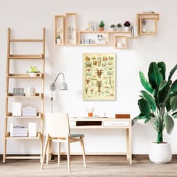 Quadro Vintage Crustáceos 43x30 Sem Moldura