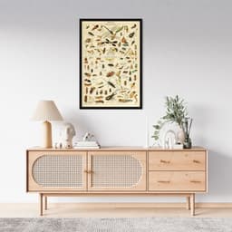 Quadro Vintage Insetos II 60x43 Caixa Preto