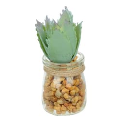 Vaso com Suculenta Folha Alta Verde Claro 10x7 cm - D'Rossi