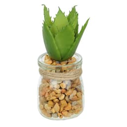 Vaso com Suculenta Folha Alta Verde Escuro 10x7 cm - D'Rossi
