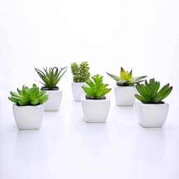 Kit 06 Suculentas Artificial Sortida Vaso Branco 6x6 cm - D'Rossi