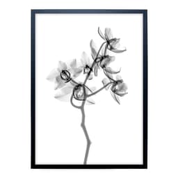 Quadro Clássico Floral Raio-X II com Vidro Preto e Branco 50x70 cm