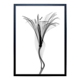Quadro Clássico Floral Raio-X III com Vidro Preto e Branco 50x70 cm