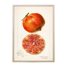 Quadro Cozinha Romã om Vidro Colorido 40x60 cm